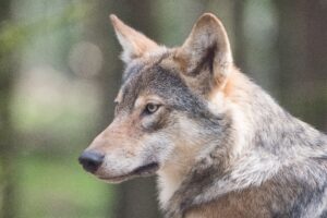 loups parc alpha