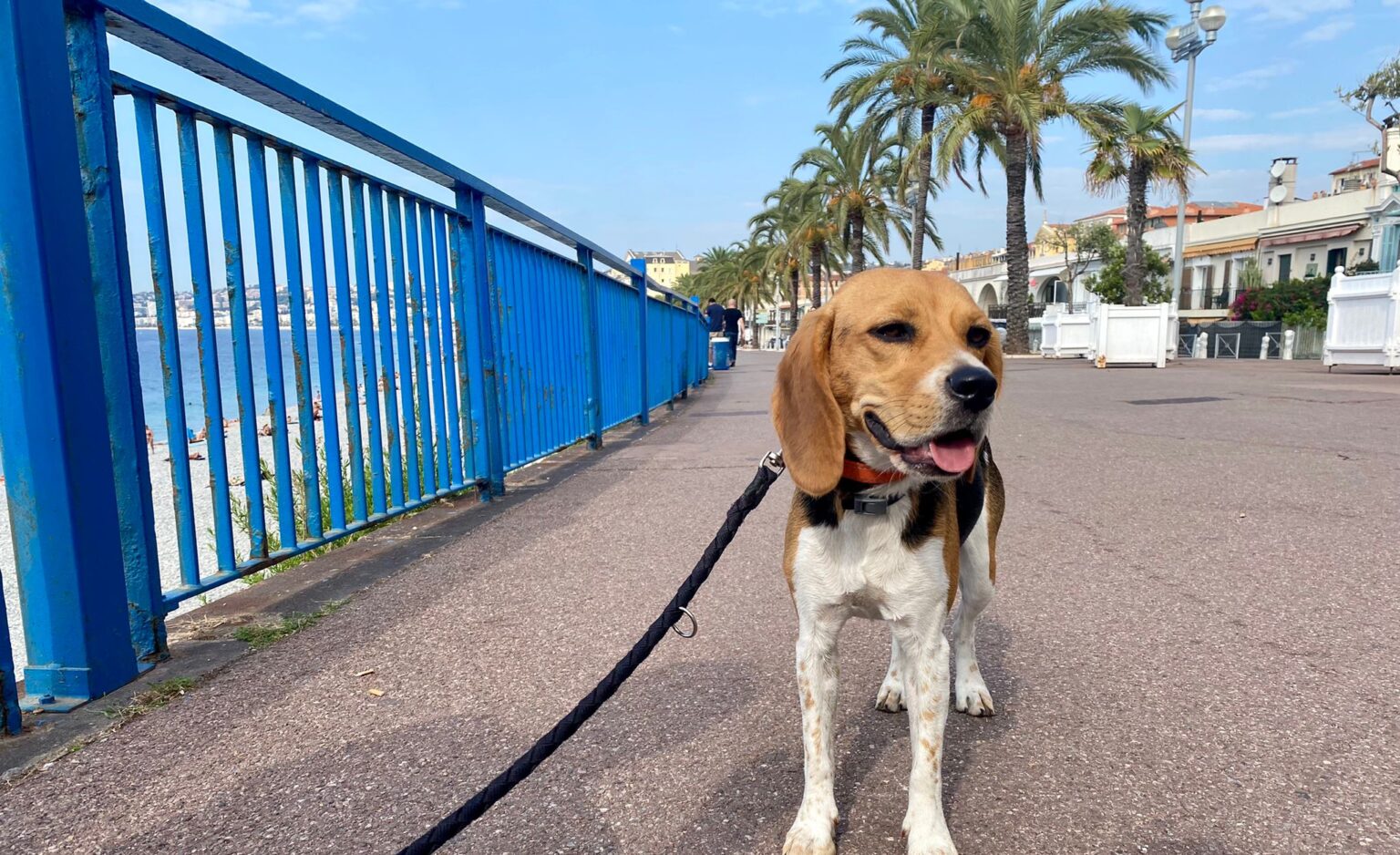 chiens nice