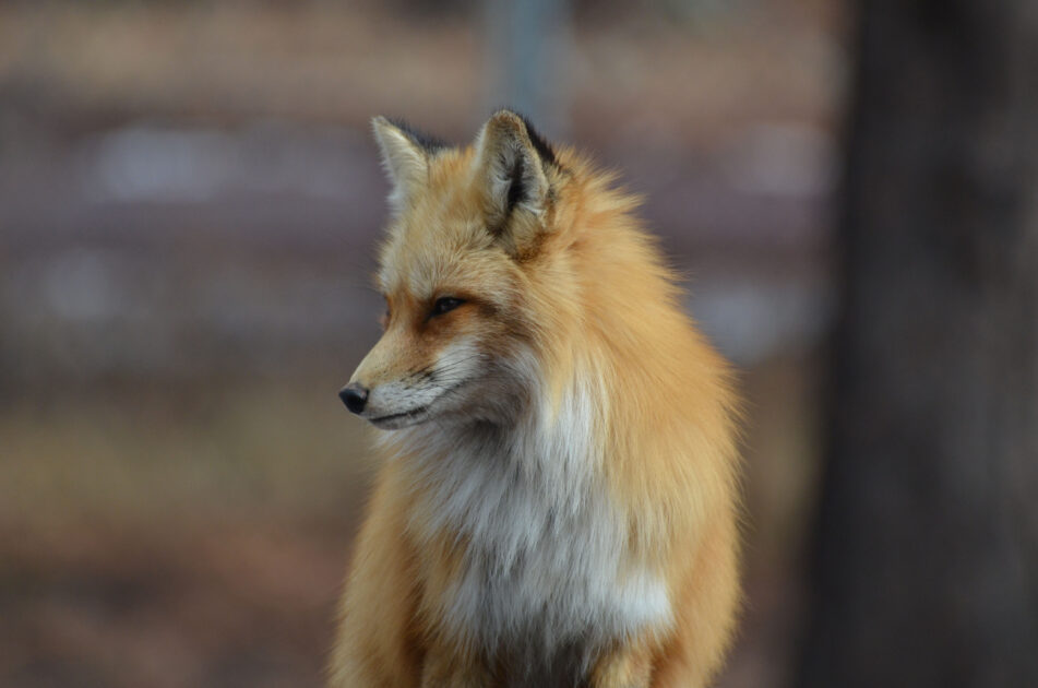 renard nice