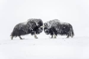 Arctique 049 200902 nor 090222 1 655