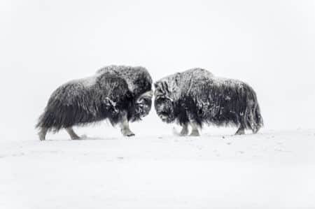 Arctique 049 200902 nor 090222 1 655