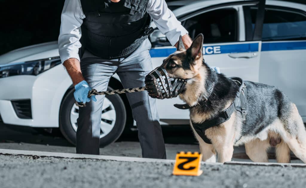 Nice : matraques, chiens de défense… Bientôt des vigiles privés pour surveiller les HLM Depositphotos 213019182 XL
