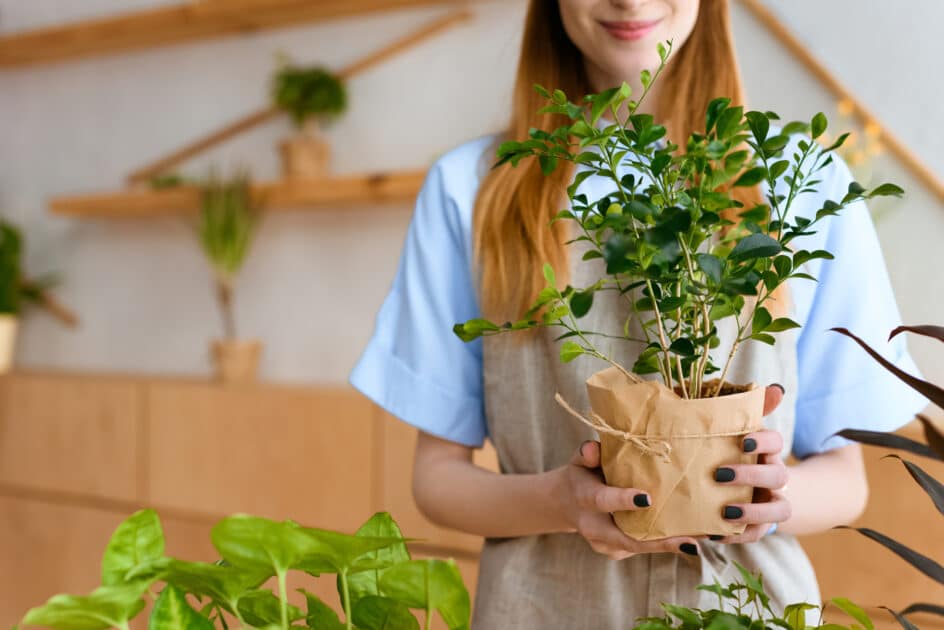 Bon plan : au Port de Nice, une vente flash de plantes dès 2 euros dans quelques jours ! plante