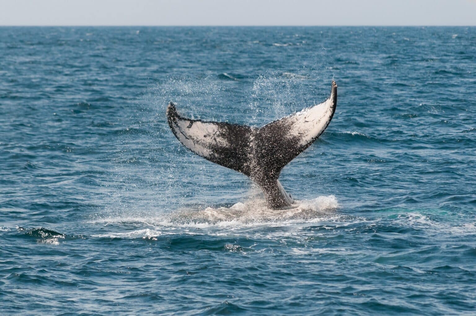 Région Sud : deux baleines observées… dans le Vieux-Port de Marseille (vidéo) whale 630256 1920