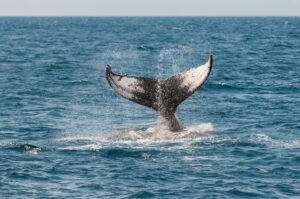 whale 630256 1920