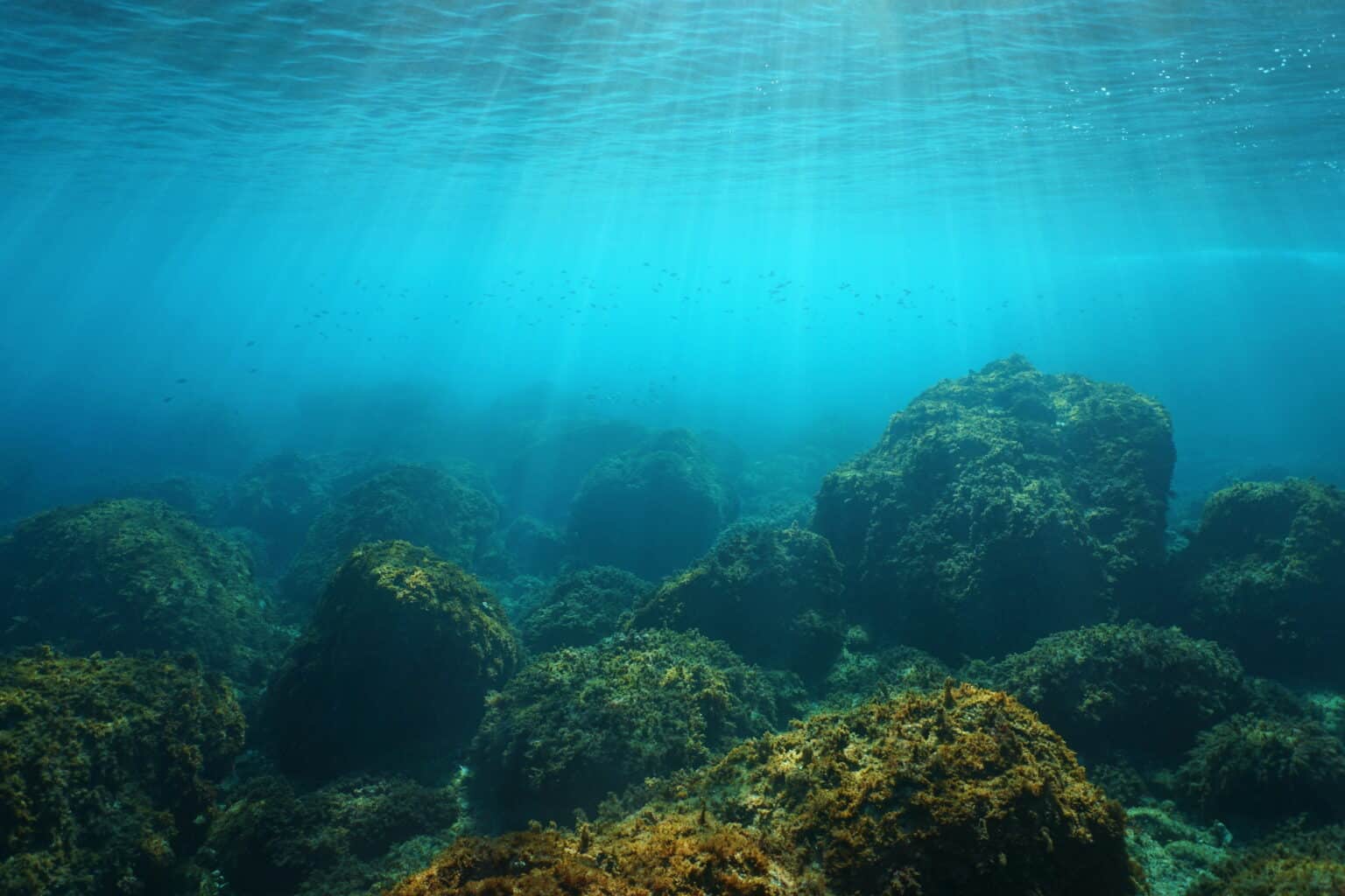 À Nice, participez à cette campagne de sensibilisation pour préserver la Mer Méditerranée nice