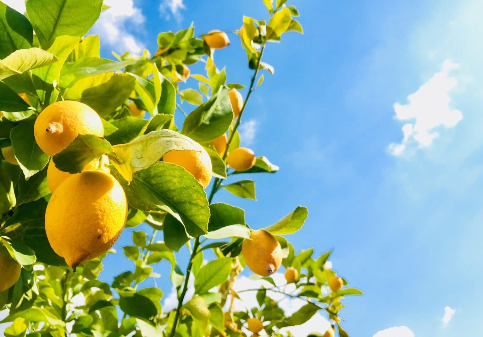 menton citron