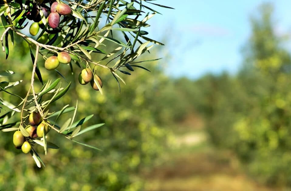 olivier olives