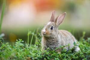 lapin