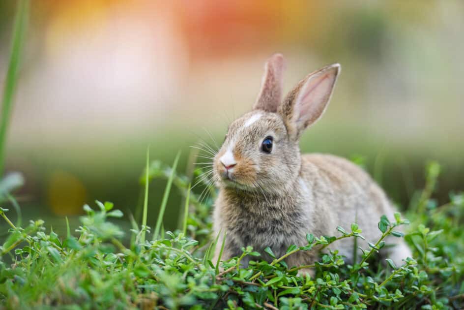 lapin