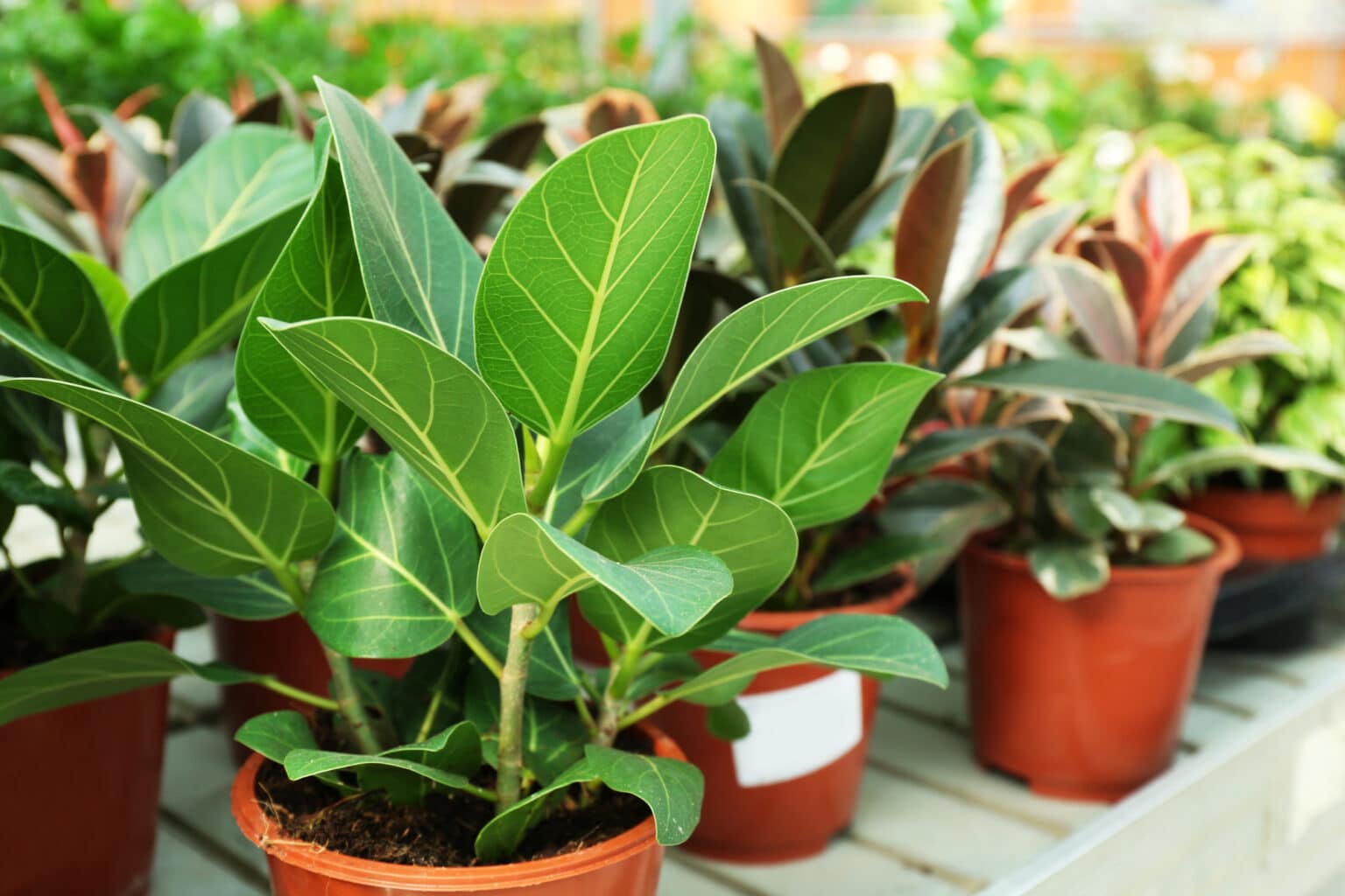 plantes