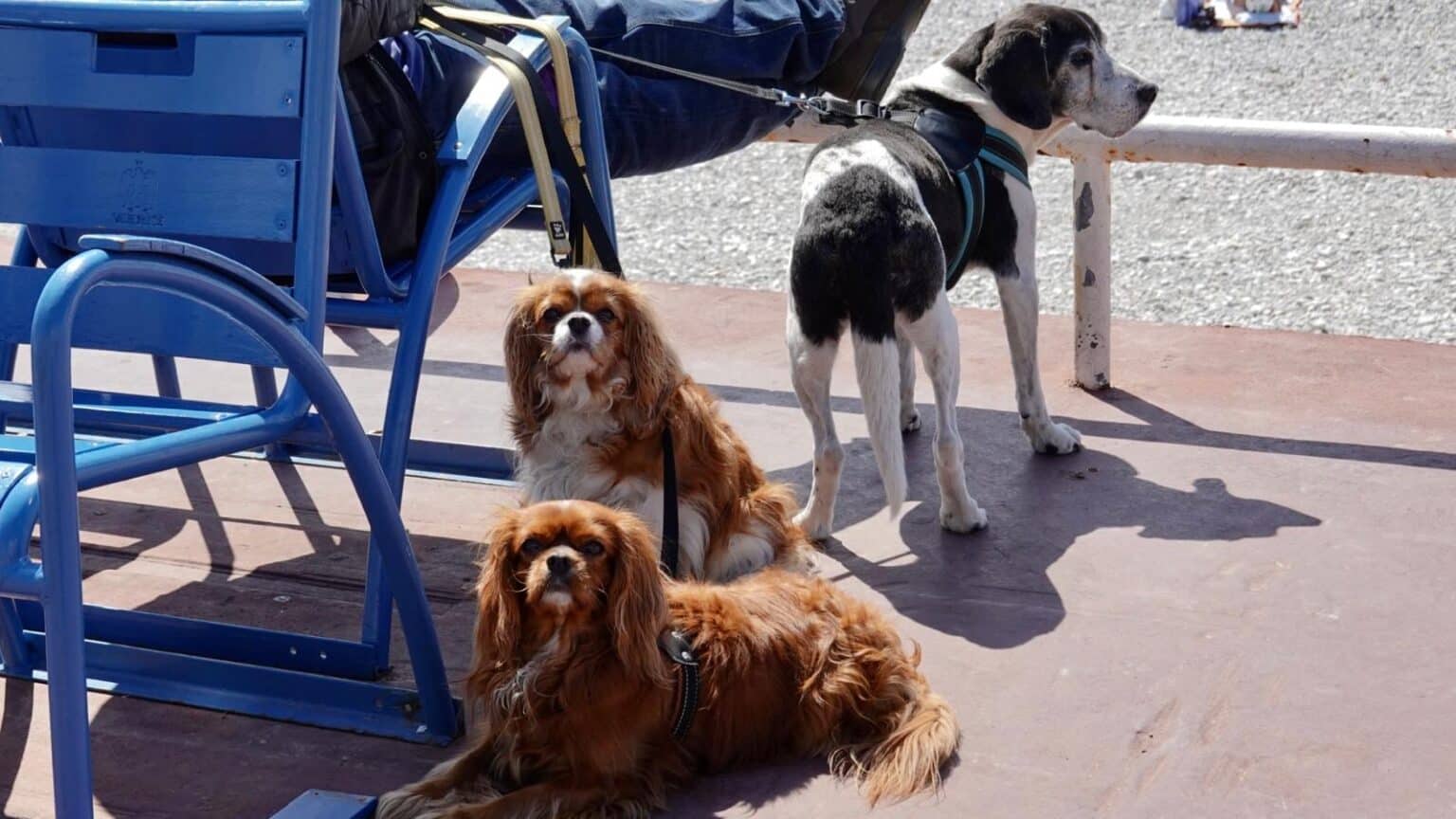 chien nice