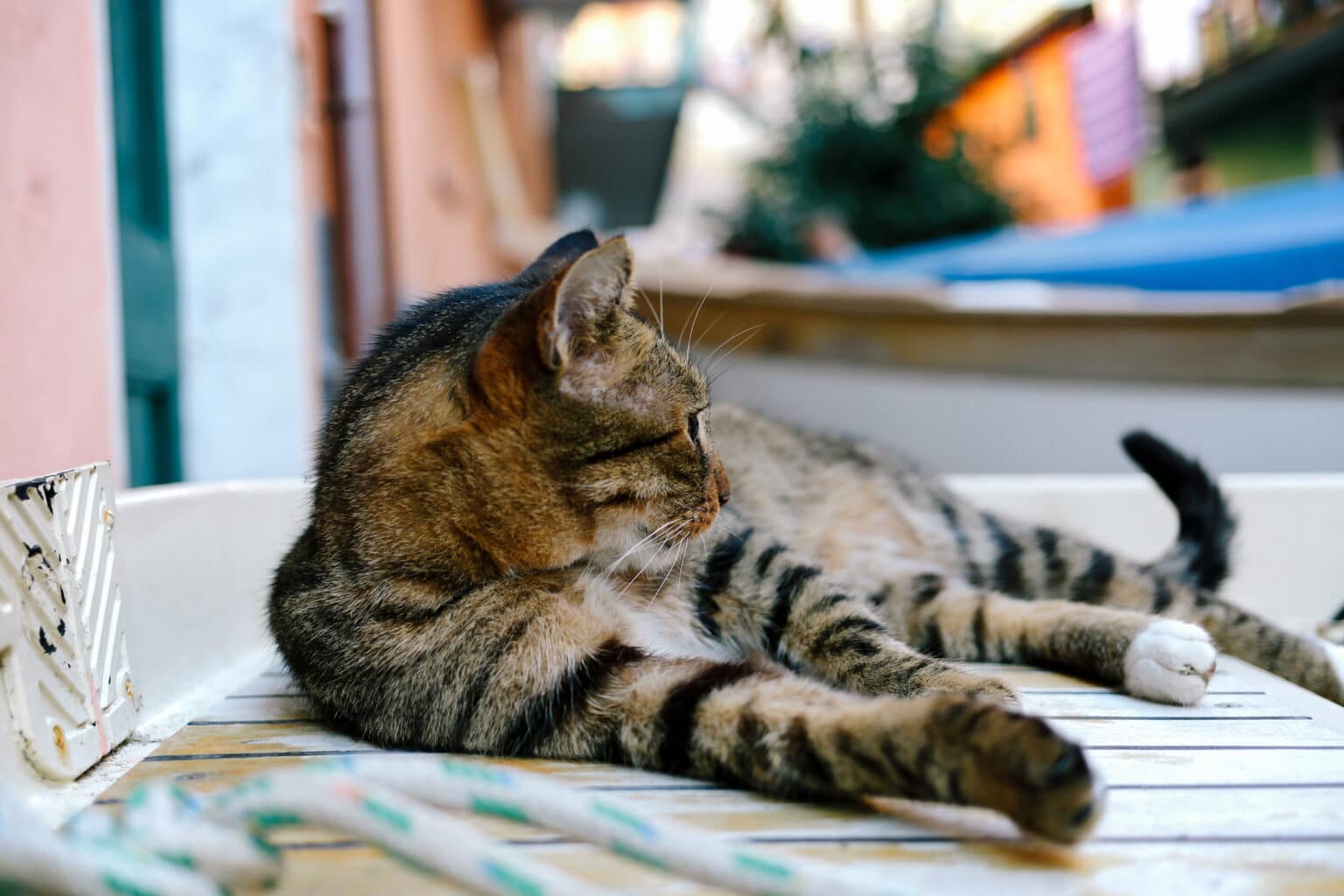 animaux nice