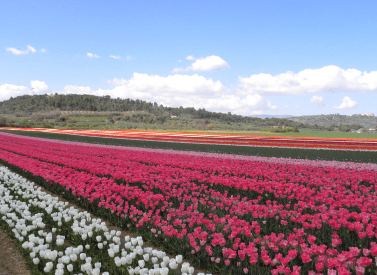 champ tulipes martigues