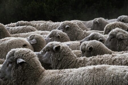 mouton