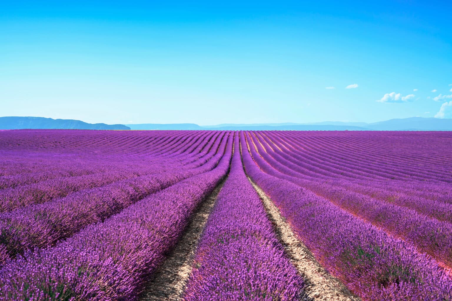Provence : circuits, sites immanquables… ce qu’il faut savoir sur la « route de la lavande » Provence-Alpes-Côte d'Azur lavande