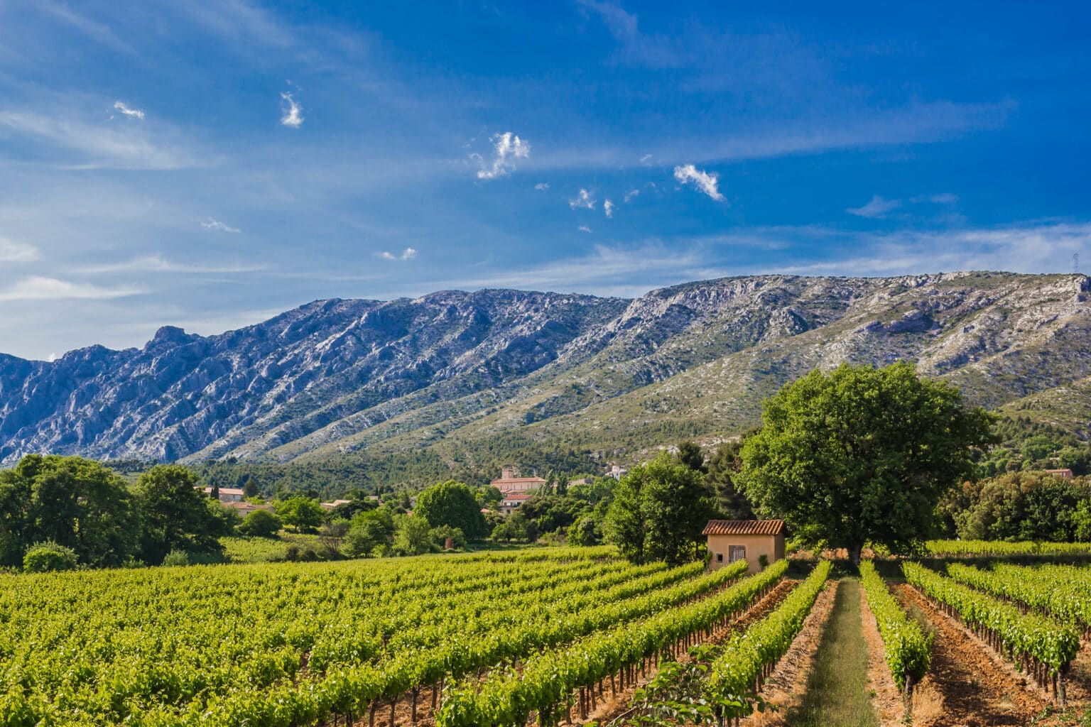 Région – Les intempéries bousculent les vendanges : quel bilan pour la production viticole ? 14444908074 ba063061fe k