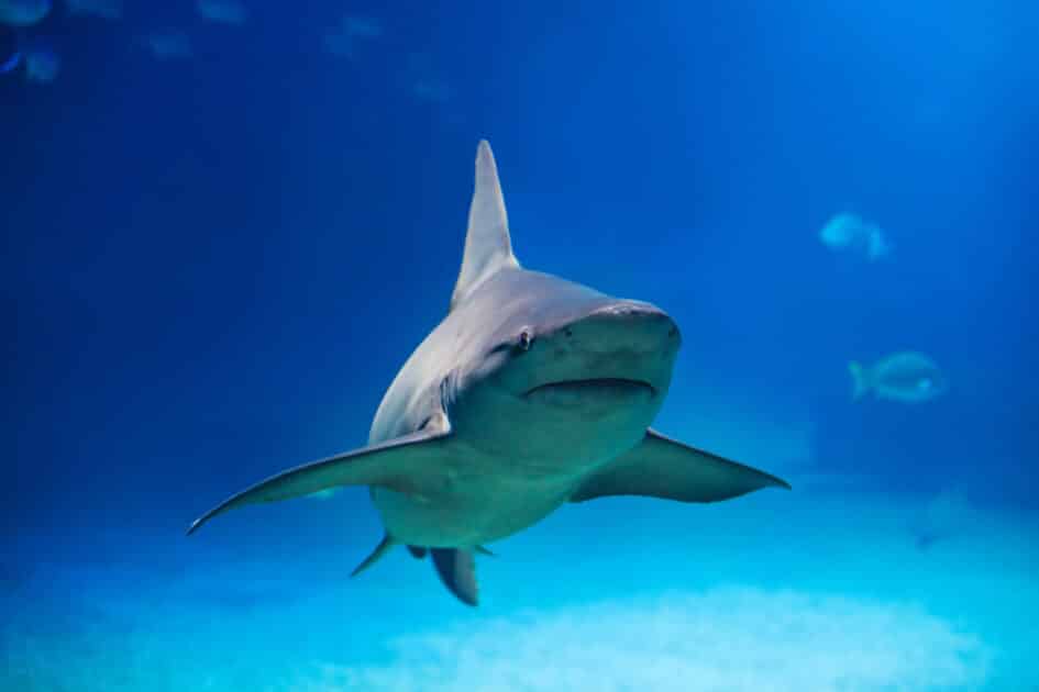 Méditerranée : ces femelles requins font des bébés toutes seules, comme dans le film d’horreur de Netflix requin