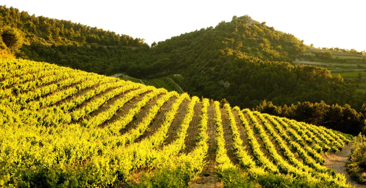 vignes vaucluse gigondas