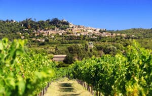 vignes provence