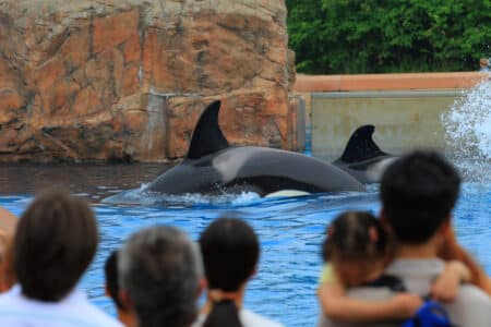 Marineland orque