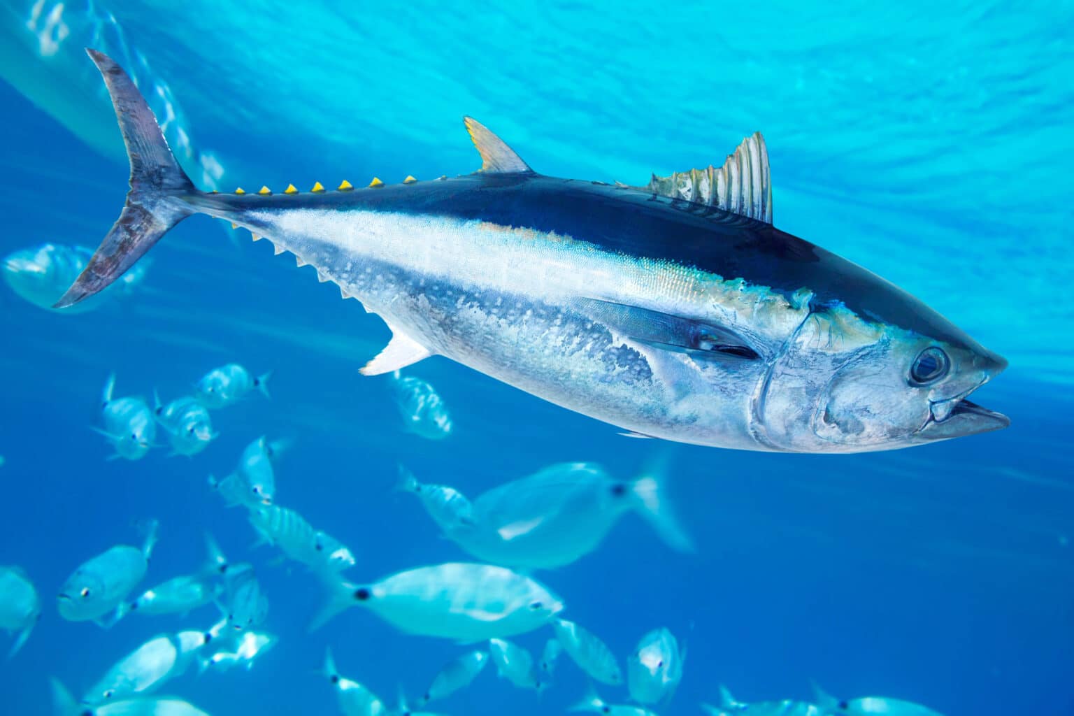 Méditerranée : 177.000 € d’amende prononcée contre des pêcheurs-fraudeurs thon rouge