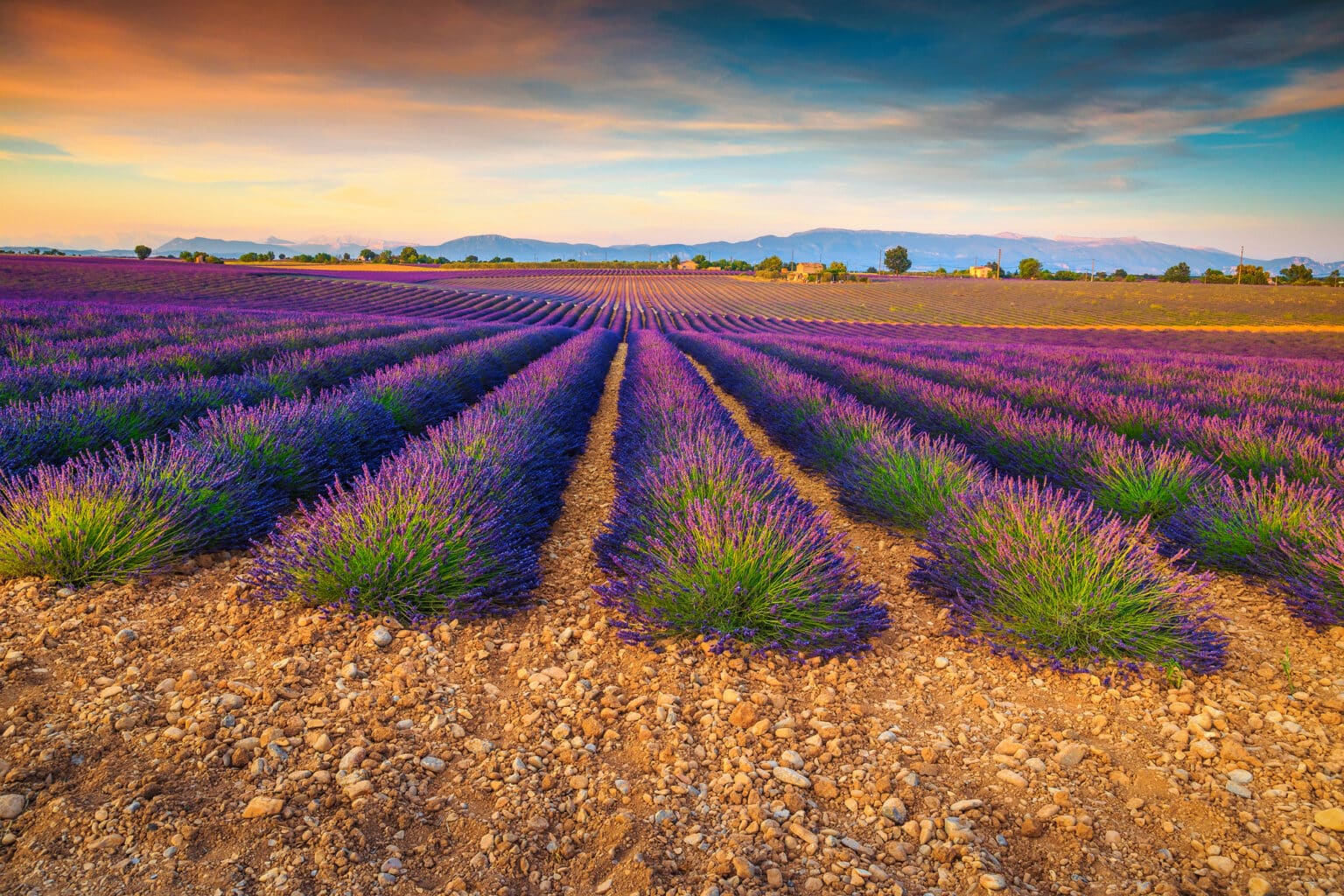 BO. Valensole : immersion au cœur de la Provence entre lavandes et traditions valensole provence