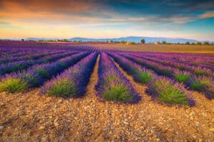 valensole provence