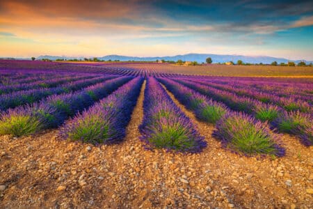 valensole provence