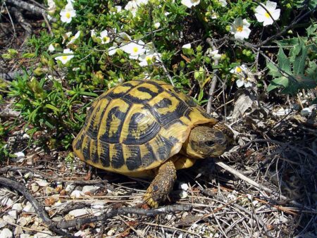 tortue