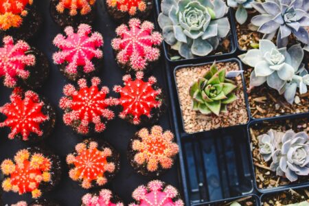 plantes jardin