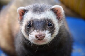 furet
