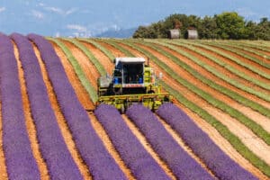 champ provence agriculture