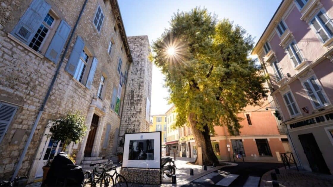 Près de Nice : arbre de 500 ans, trésors méconnus, cadeau d'Henri Matisse... 5 anecdotes sur Vence que vous ignoriez peut-être 1 2 2
