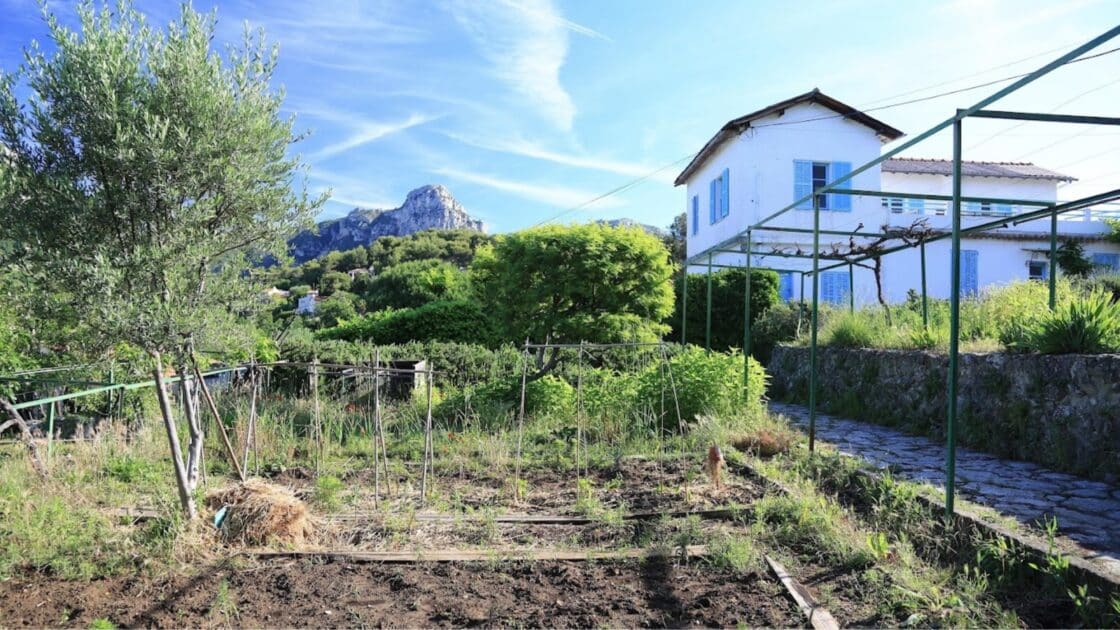 Près de Nice : arbre de 500 ans, trésors méconnus, cadeau d'Henri Matisse... 5 anecdotes sur Vence que vous ignoriez peut-être 5 3 2