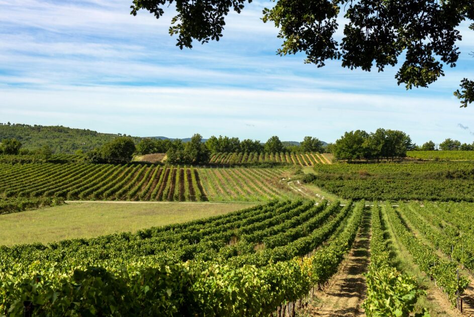 vignes