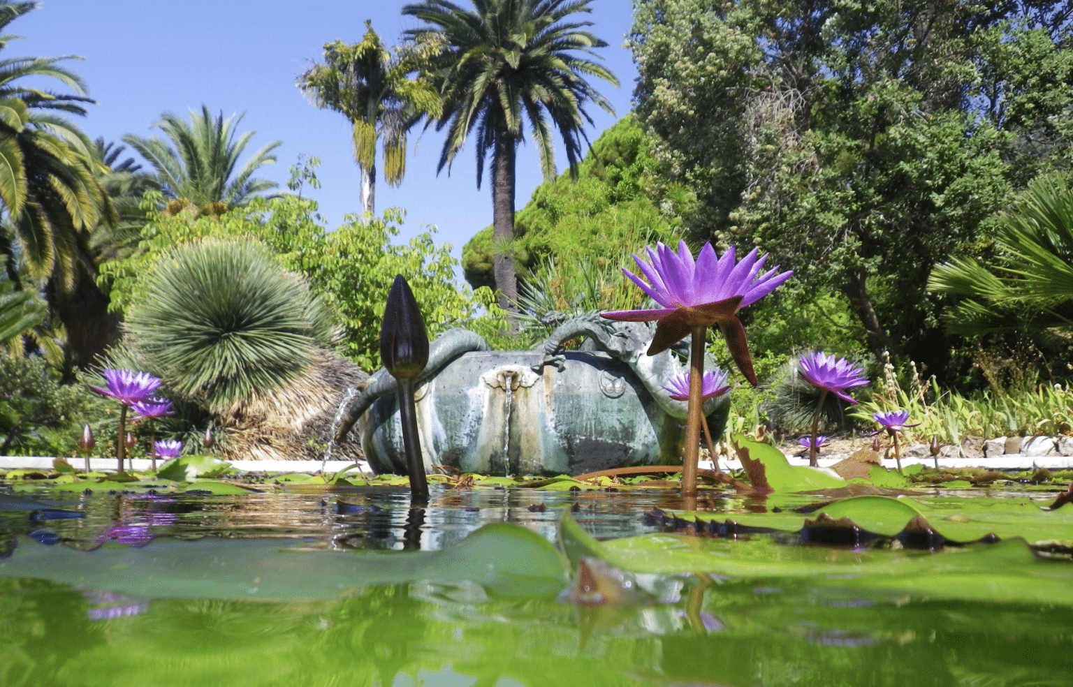 Provence-Alpes-Côte d’Azur : à Menton, immersion dans cet antre des plantes les plus rares Capture decran 2025 01 31 a 18.59.48