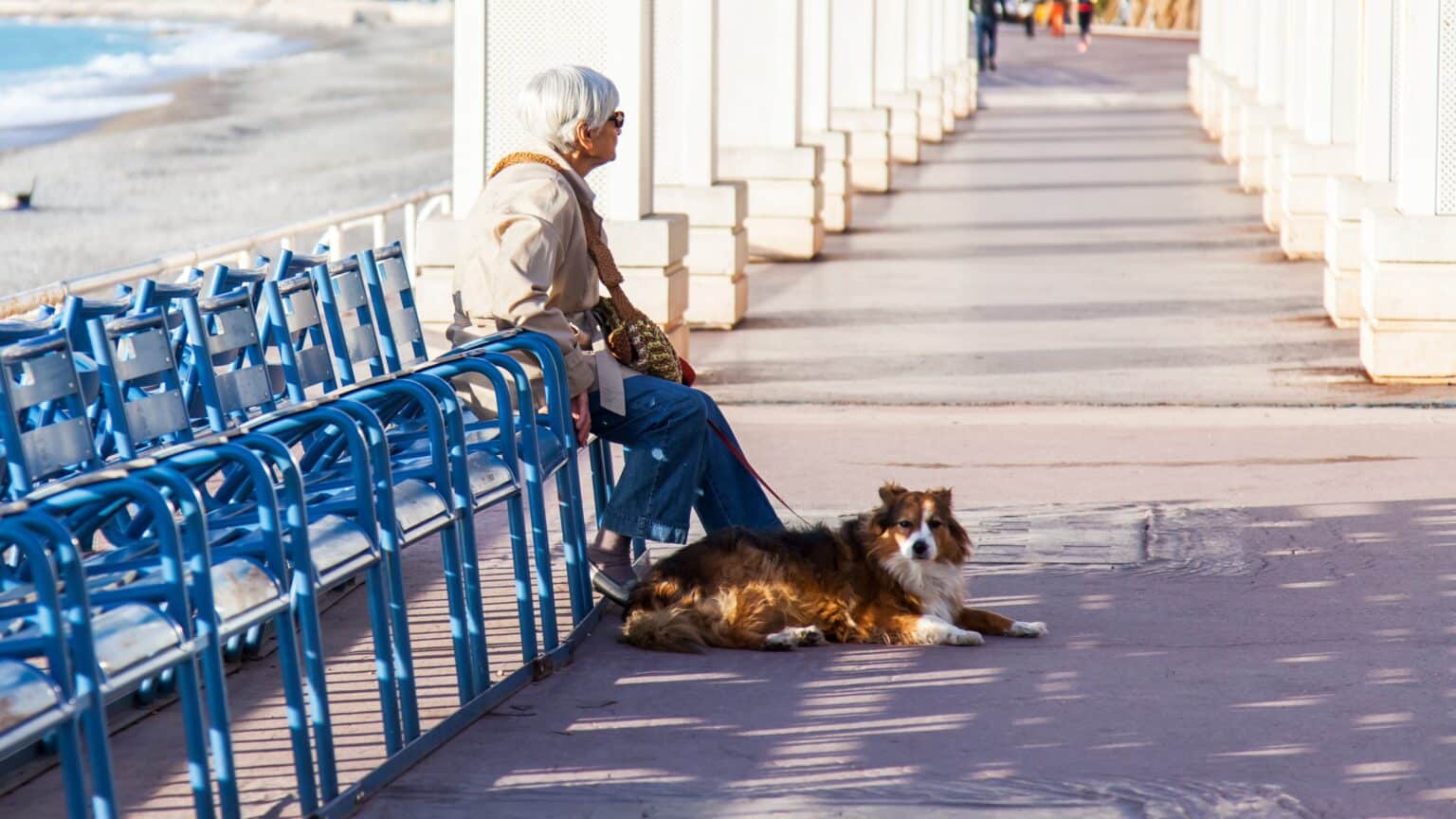 Nice Chiens Animaux