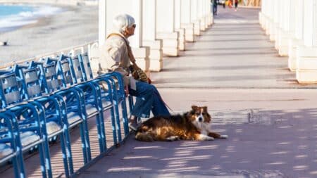Nice Chiens Animaux