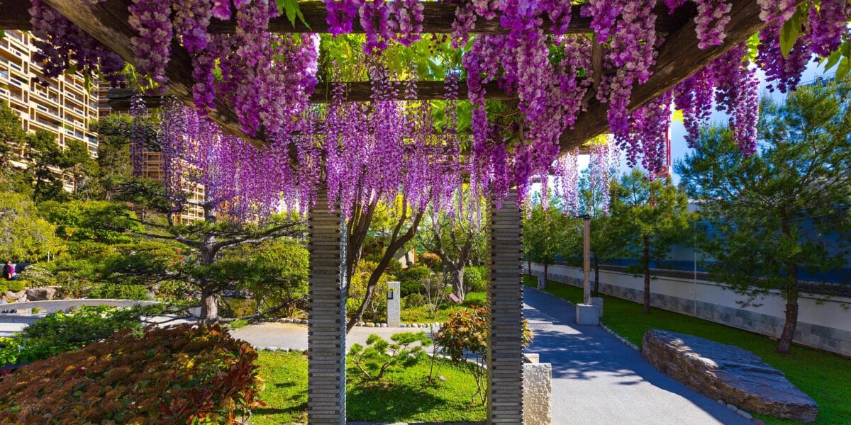Une immersion dans un havre japonais, en plein coeur de la Côte d’Azur : à côté de Nice, ce jardin apaisant et gratuit est une balade incontournable 5 10 b vergely lot 22 printemps 2023 23 addcrop