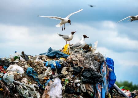 décharge déchets