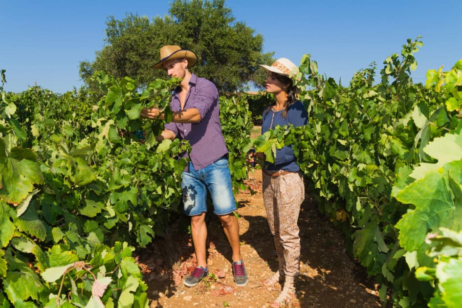 vignes