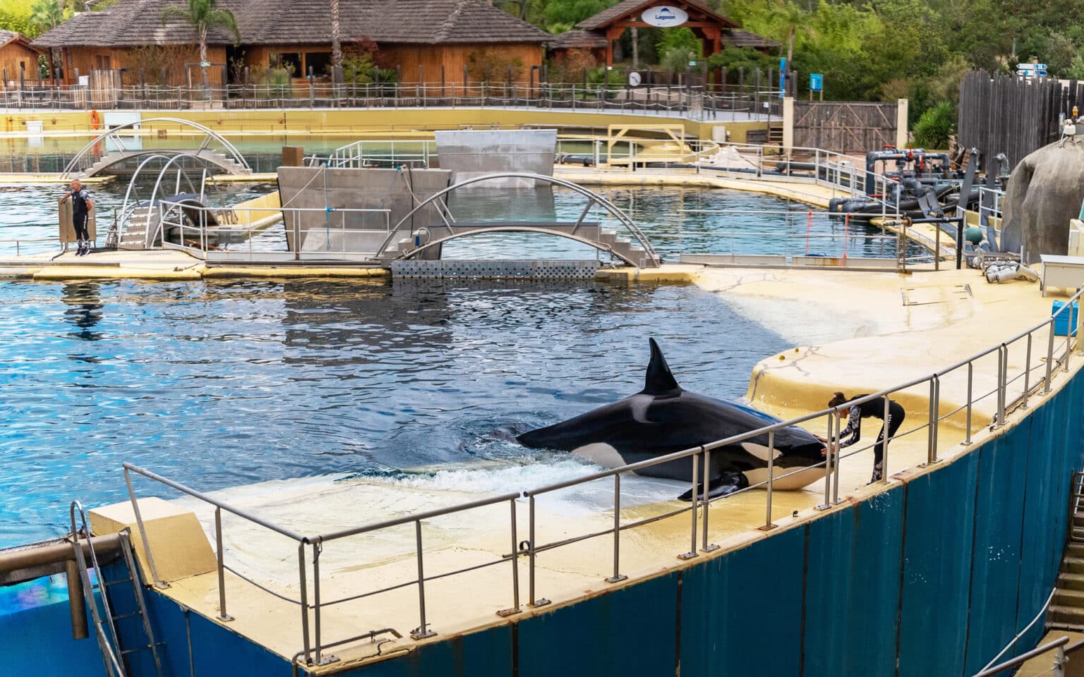 Orques et dauphins au Marineland d’Antibes: des images tournées par drone relancent le débat sur leur avenir incertain après le blocage des transferts en Europe Marineland Antibes