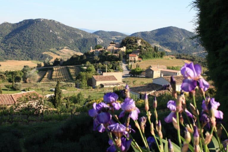 Suzette dans les Dentelles de Montmirail