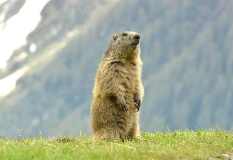 Dans le pays de Nice, ces animaux bien aimés vivent tout près de nous et surprennent par leur présence parfois inattendue en pleine nature Marmotte