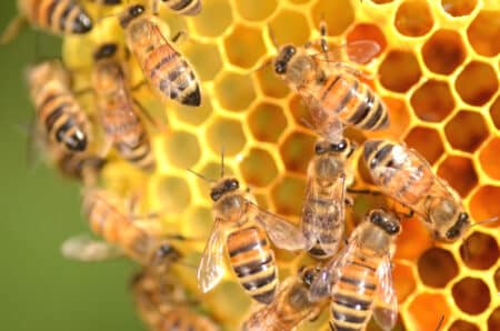 abeille ruche