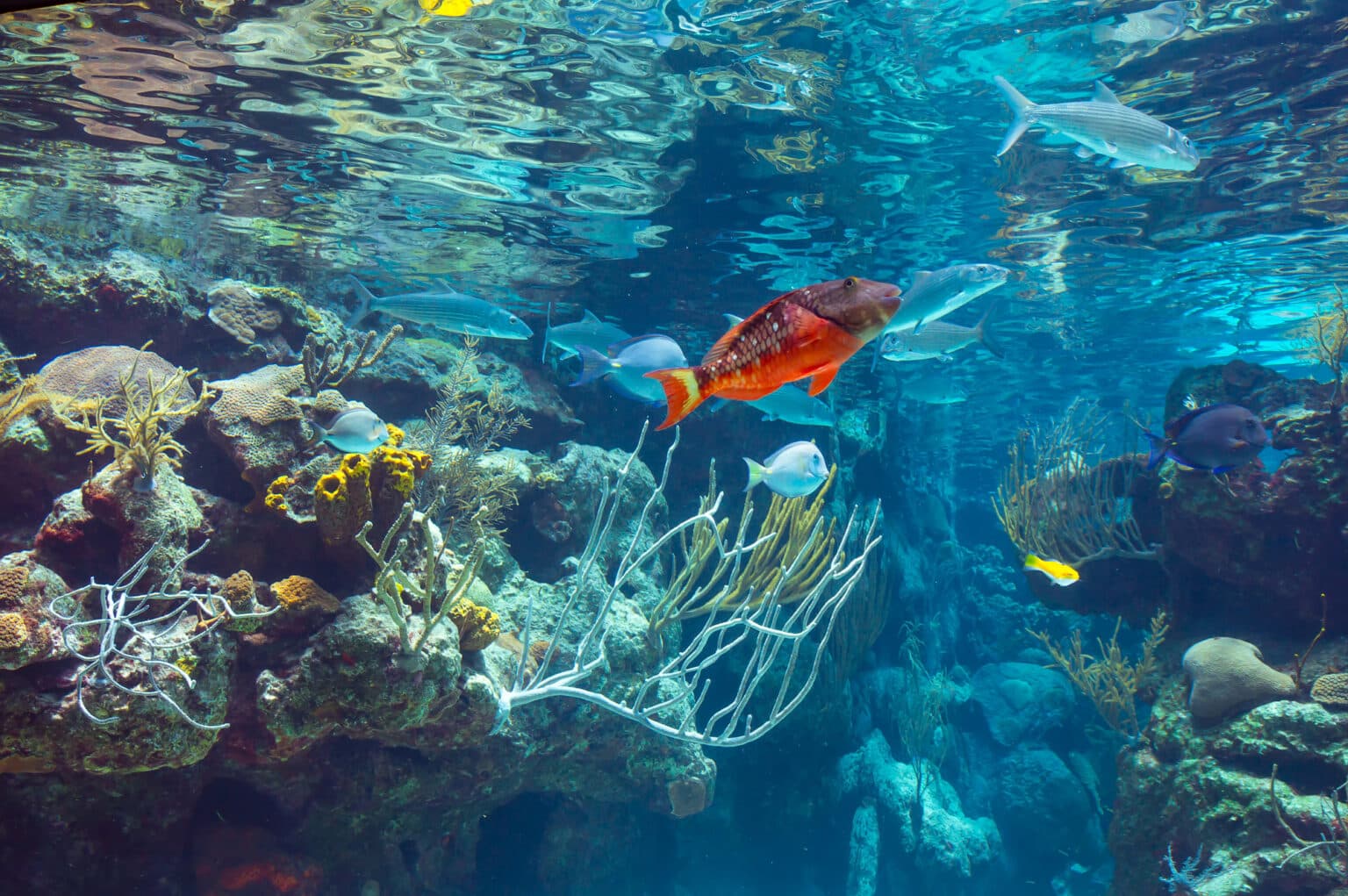 océan fonds marins