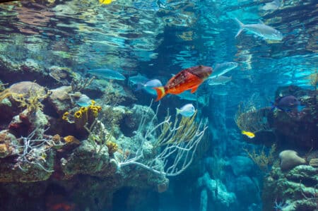 océan fonds marins