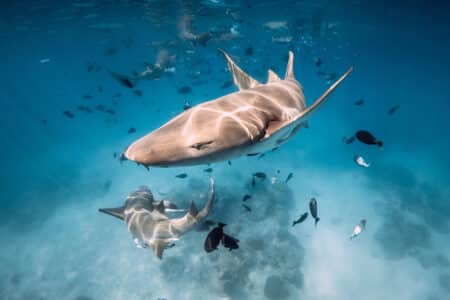 requin