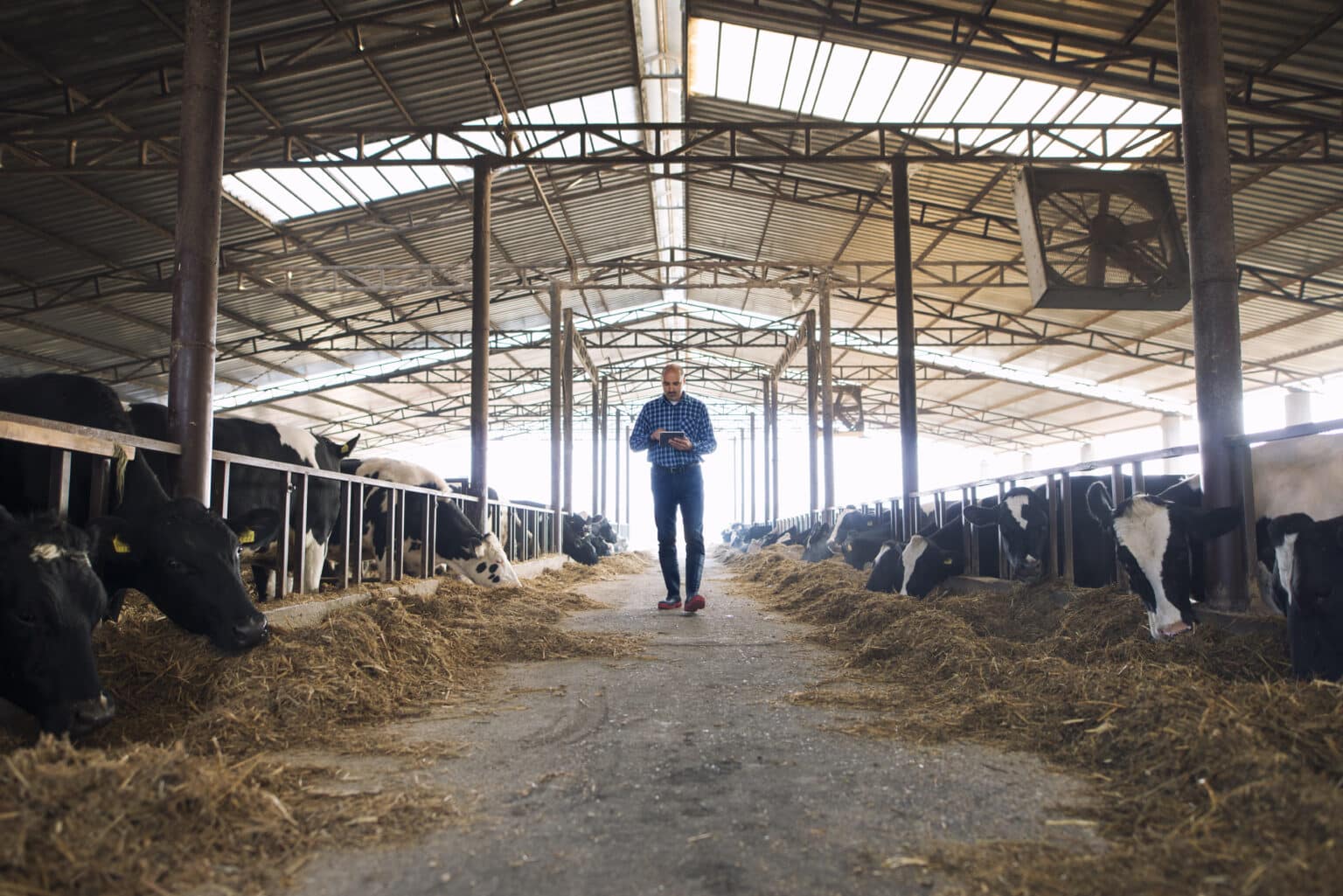 bouvier fermier marchant dans la ferme des animaux domestiques avec tablette et observation des vaches